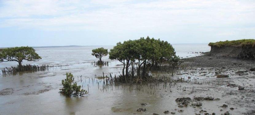 Vandals Destroy School Mangrove&nbsp;Plantings