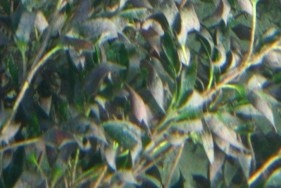 Seagrass Species – Western Port Seagrass Partnership