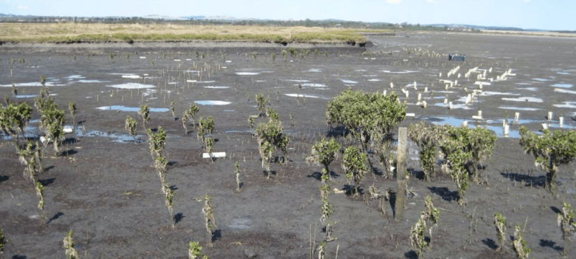 Mangrove Restoration in Western&nbsp;Port